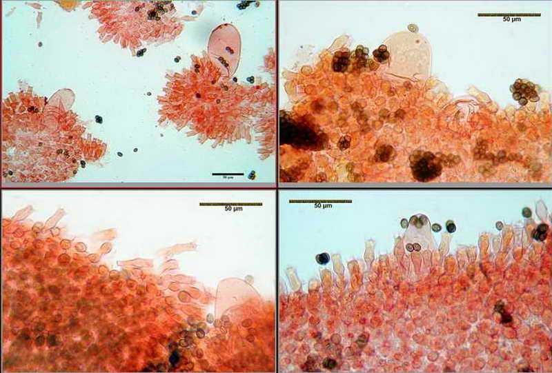 coprinus1_16.jpg