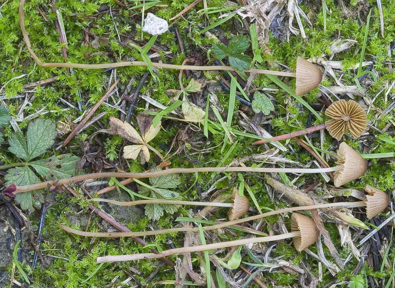 conocybe_lenticulospora_01.jpg