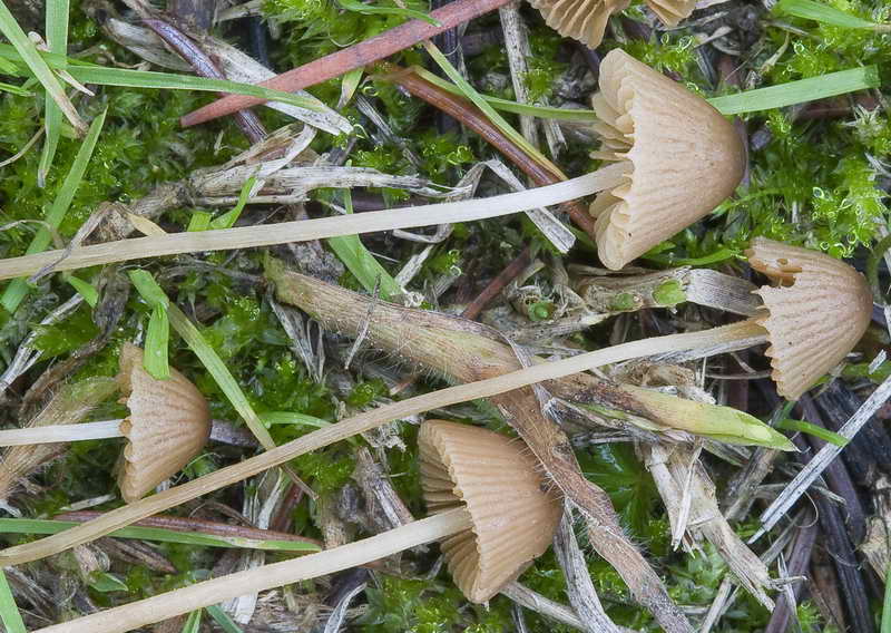 conocybe_lenticulospora_02.jpg