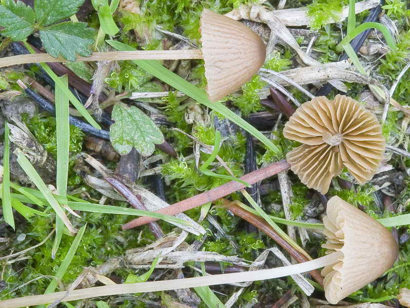 conocybe_lenticulospora_03.jpg