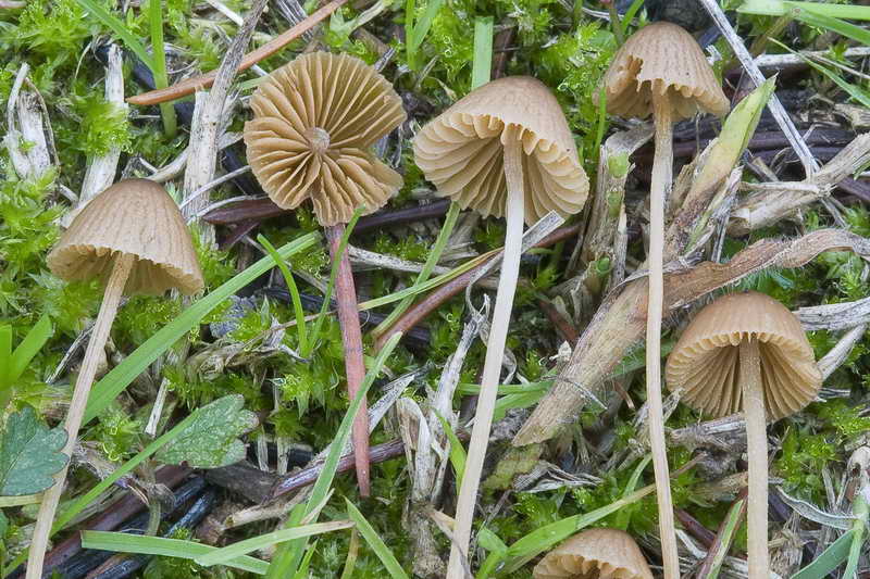 conocybe_lenticulospora_04.jpg