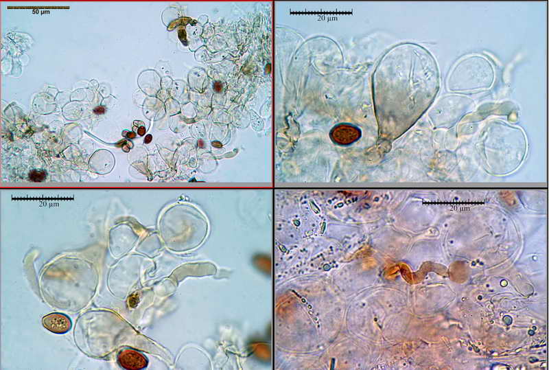 conocybe_lenticulospora_05.jpg