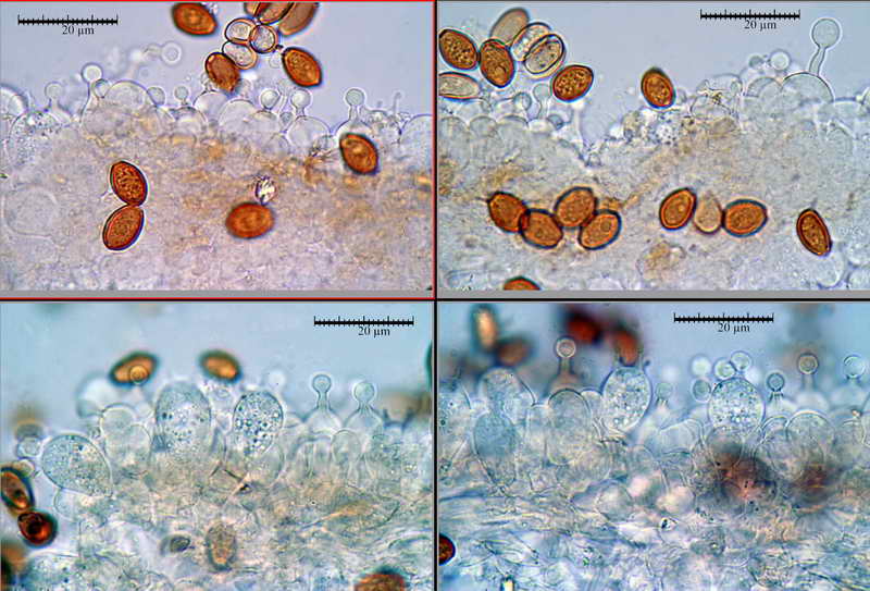 conocybe_lenticulospora_09.jpg