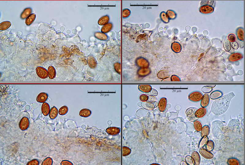 conocybe_lenticulospora_10.jpg