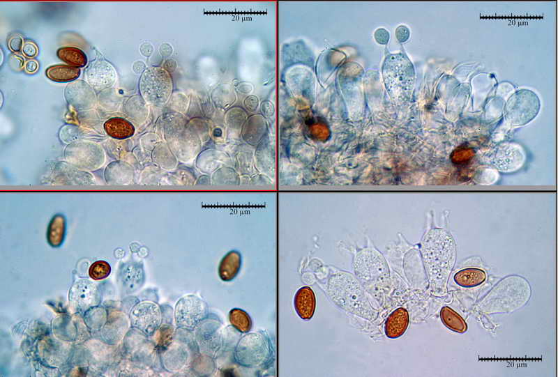 conocybe_lenticulospora_12.jpg