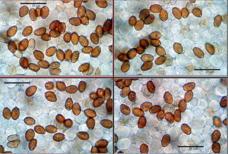 conocybe_lenticulospora_13.jpg