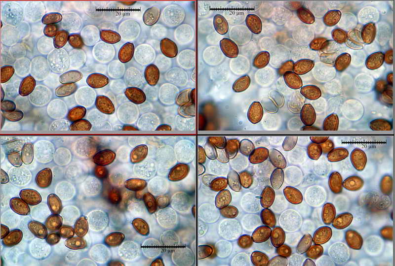 conocybe_lenticulospora_14.jpg