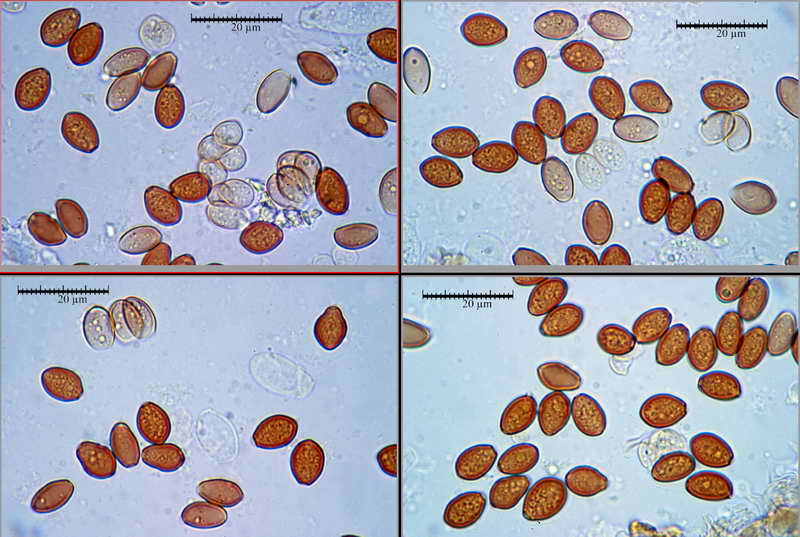 conocybe_lenticulospora_15.jpg