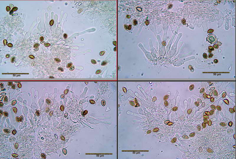 hebeloma_sinapizans_3913_09.jpg