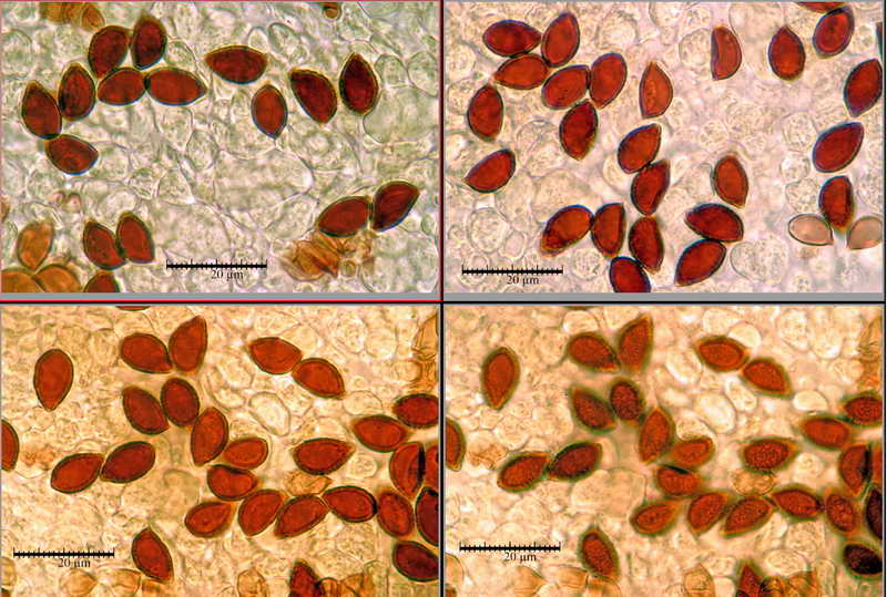 hebeloma_sinapizans_3913_14.jpg