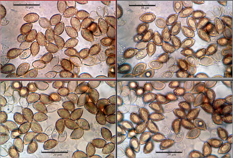 hebeloma_sinapizans_3913_15.jpg