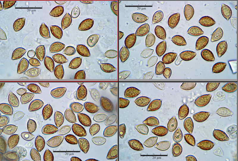 hebeloma_sinapizans_3913_16.jpg