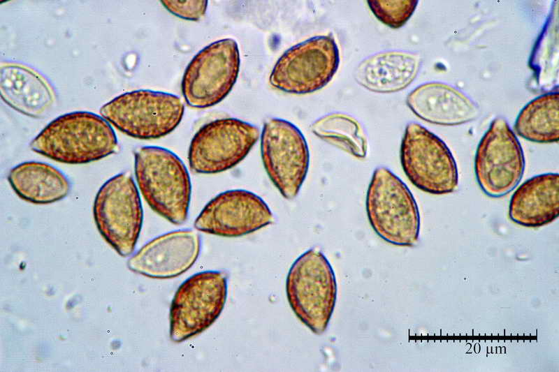 hebeloma_sinapizans_3913_17.jpg