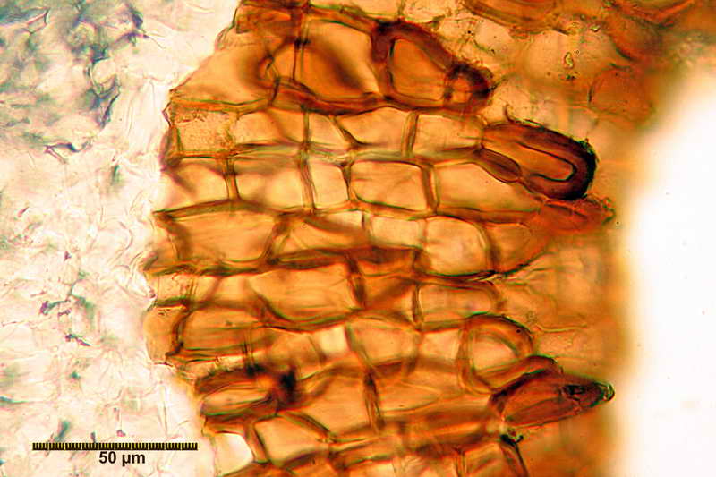 hydnocystis_clausa_3946_05.jpg