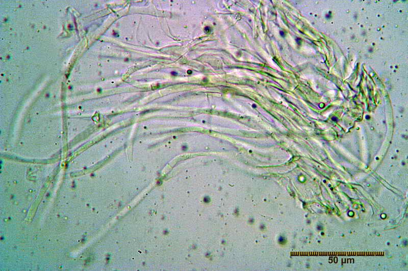 hydnocystis_clausa_3946_06.jpg