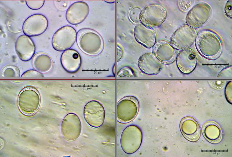 hydnocystis_clausa_3946_08.jpg