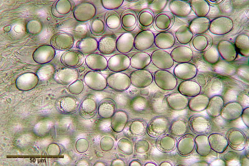 hydnocystis_clausa_3946_09.jpg