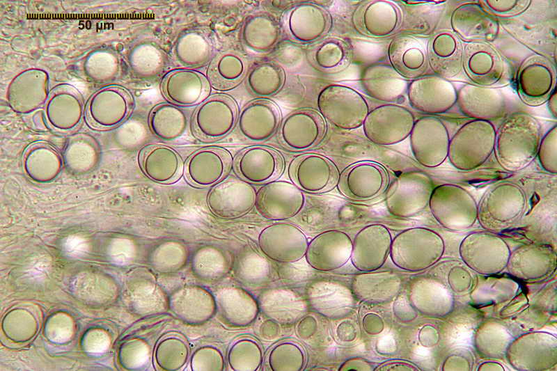 hydnocystis_clausa_3946_10.jpg