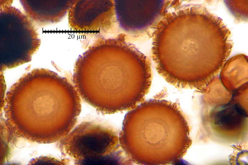 elaphomyces_muricatus_3962_02.jpg