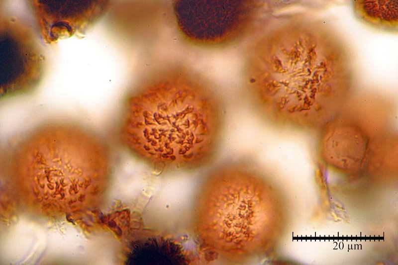 elaphomyces_muricatus_3962_03.jpg