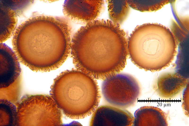 elaphomyces_muricatus_3962_04.jpg