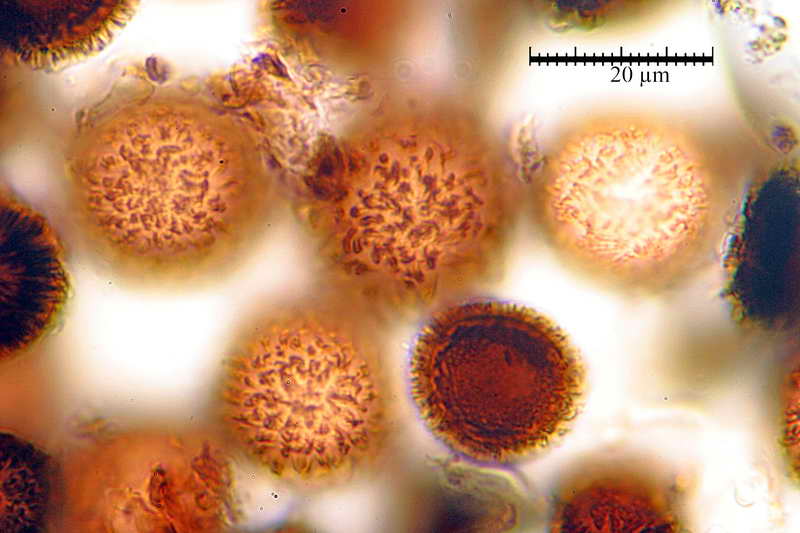 elaphomyces_muricatus_3962_05.jpg