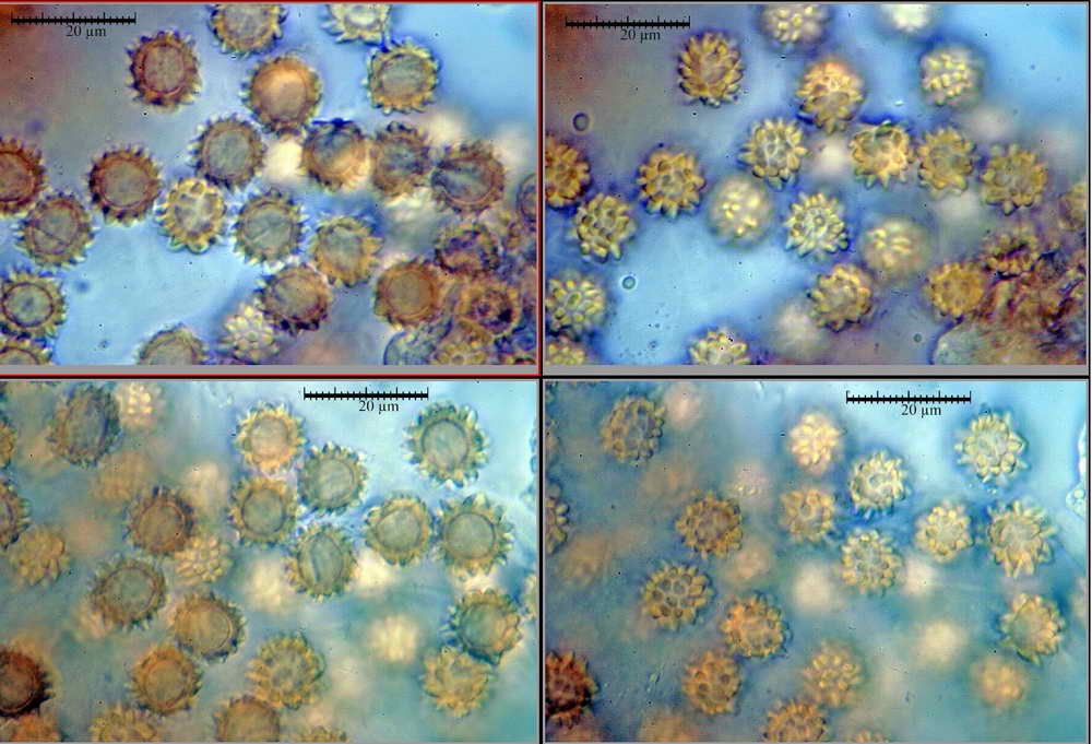 octavianina_asterosperma_3961_03.jpg