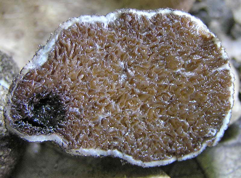 octavianina_asterosperma_3961_02.jpg