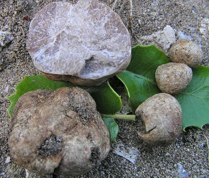 tuber_asa_3960_01.jpg