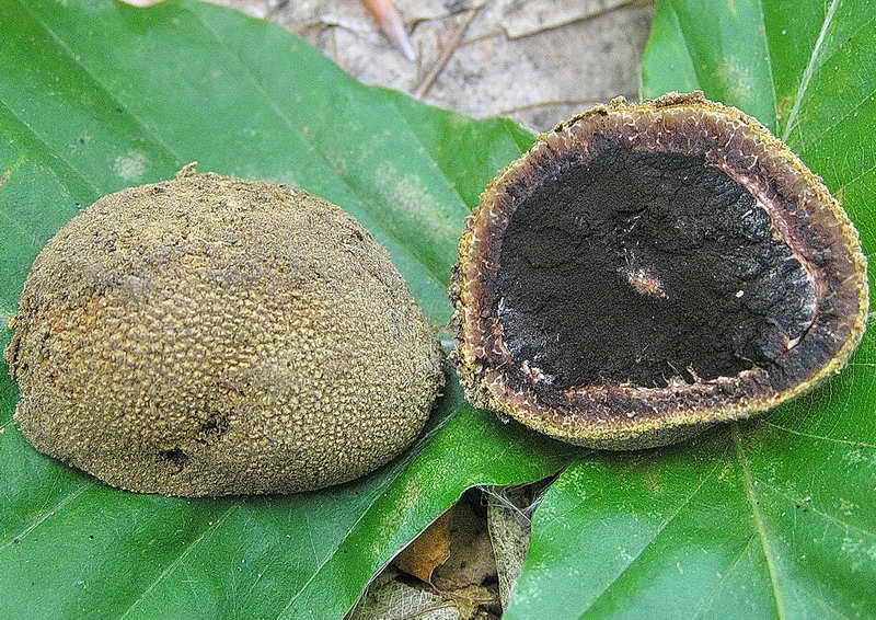elaphomyces_muricatus_3962_01.jpg
