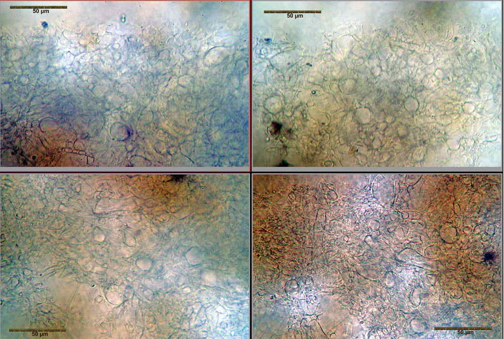 nephriticum_03.jpg