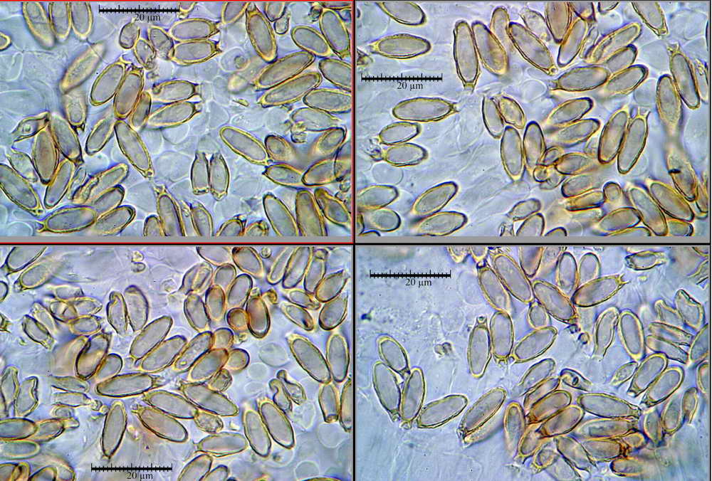 nephriticum_04.jpg