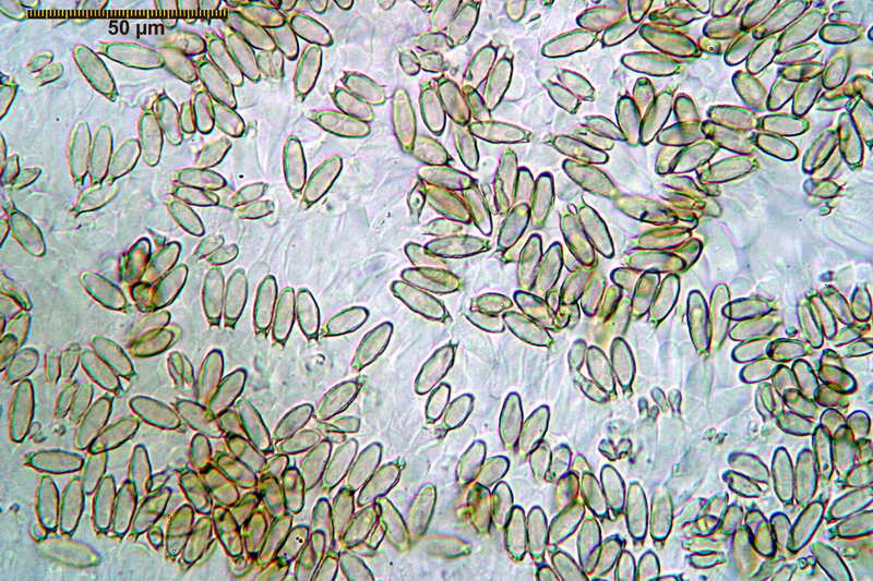 nephriticum_05.jpg