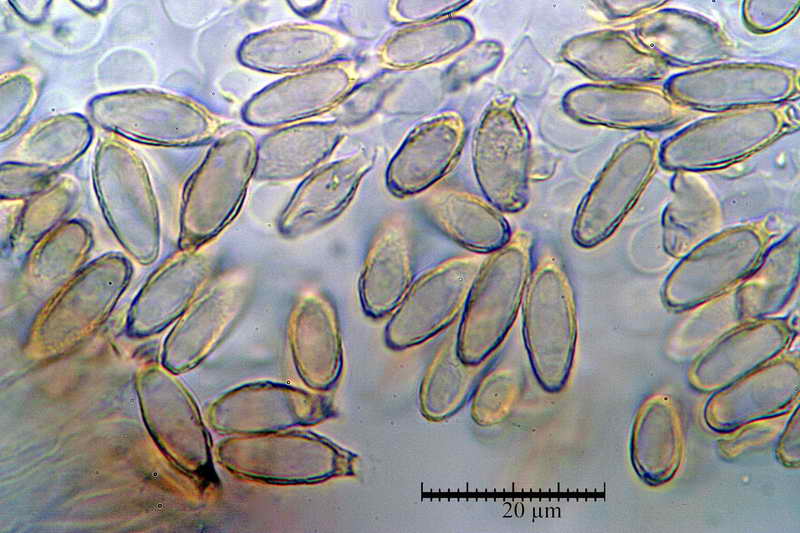 nephriticum_06.jpg