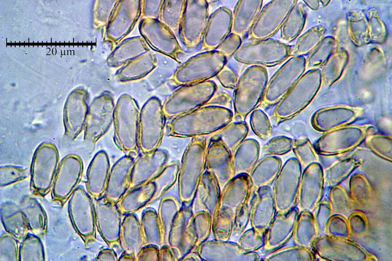 nephriticum_07.jpg