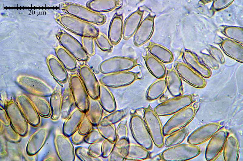 nephriticum_08.jpg