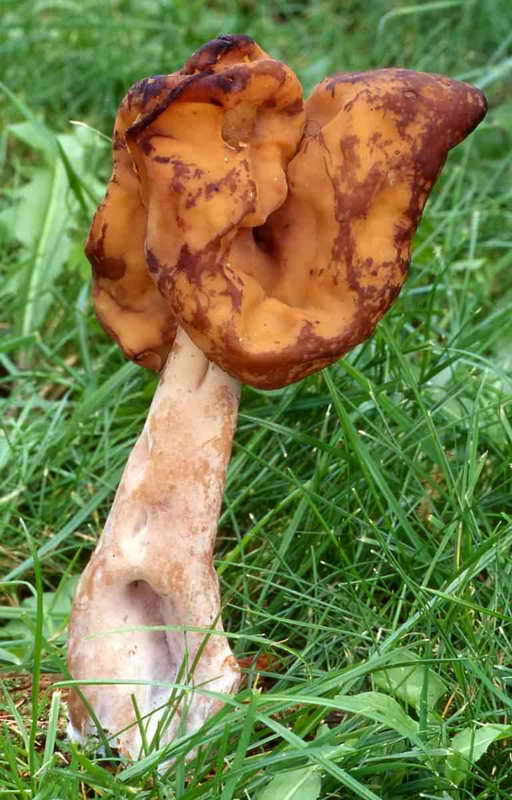 gyromitra_01.jpg