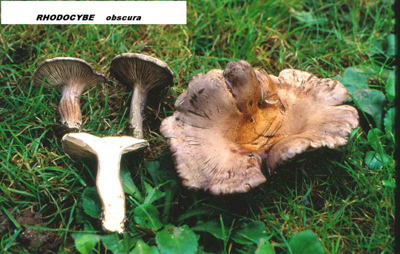 RHODOCYBE__OBSCURA.jpg