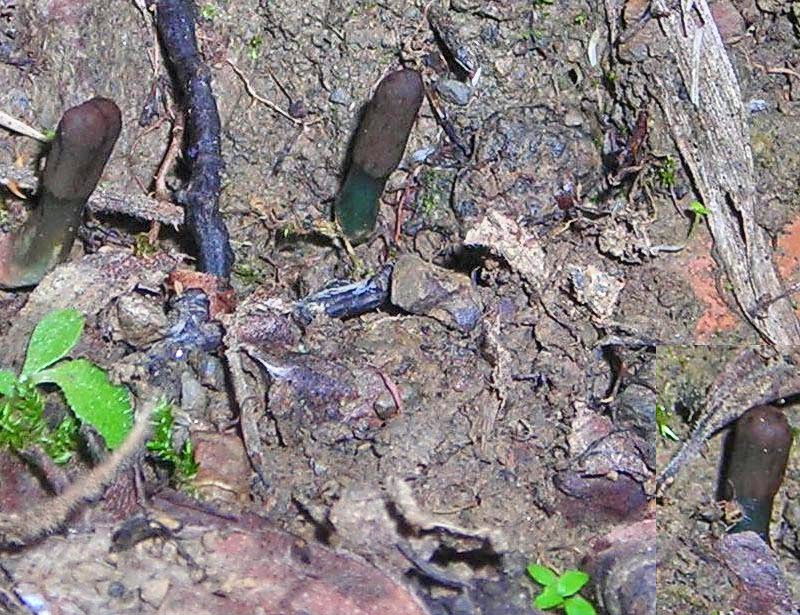 microglossum_olivaceum_08.jpg