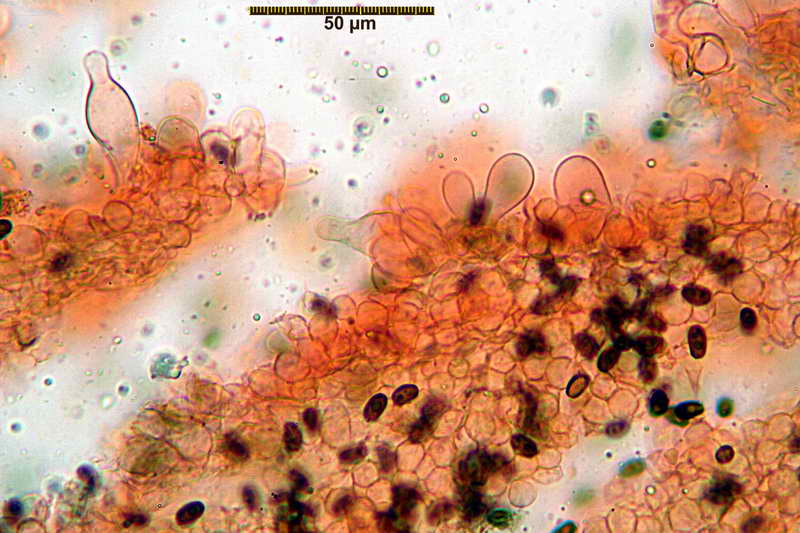 psathyrella_spadiceogrisea_4068_07.jpg