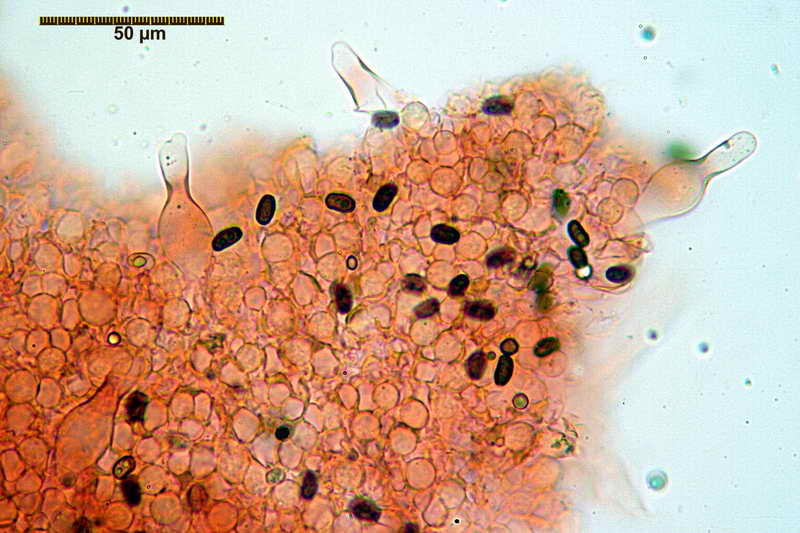 psathyrella_spadiceogrisea_4068_08.jpg