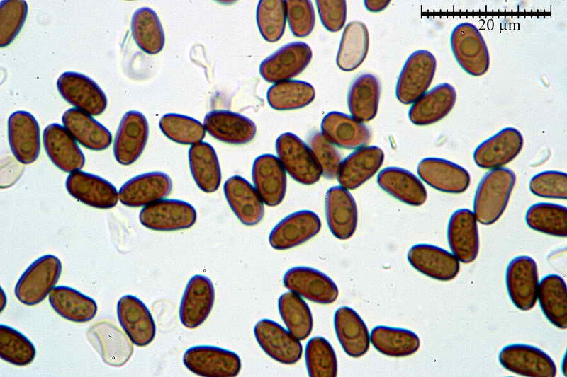 psathyrella_spadiceogrisea_4068_10.jpg