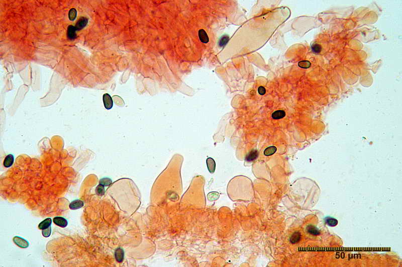 psathyrella_spadiceogrisea_4069_04.jpg