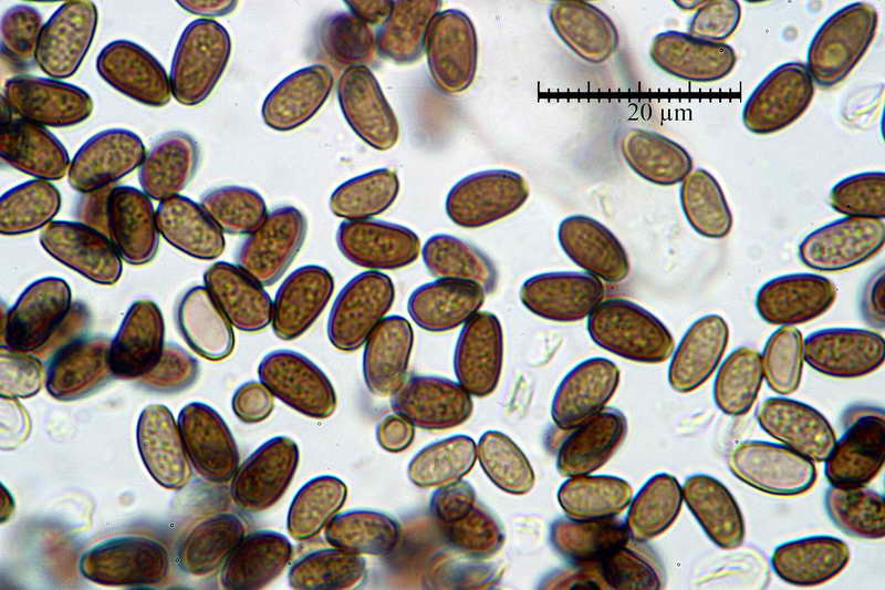 psathyrella_spadiceogrisea_4069_08.jpg