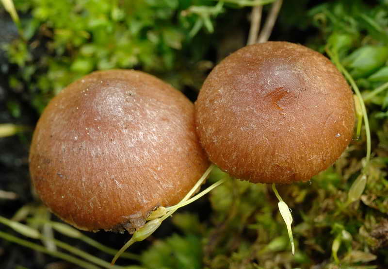 psilocybe_01.jpg