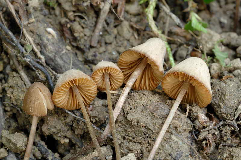 conocybe_01.jpg