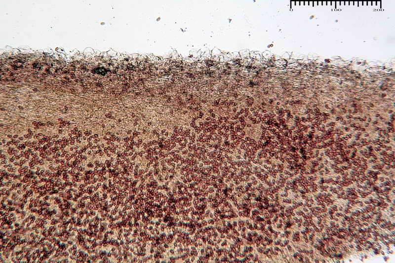 conocybe_04.jpg