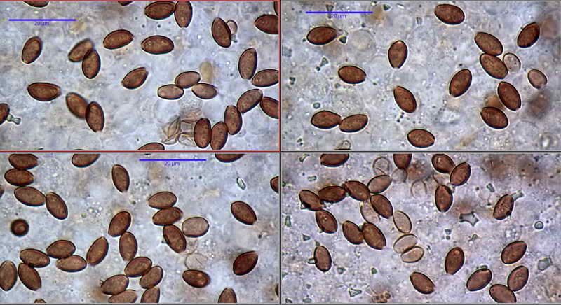 conocybe_13.jpg