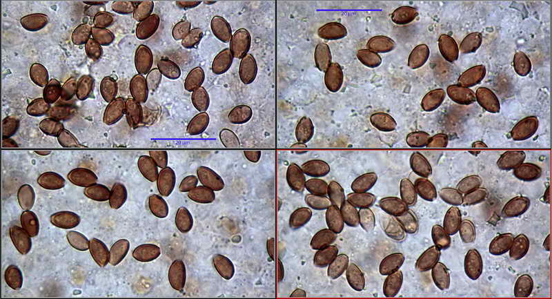 conocybe_14.jpg