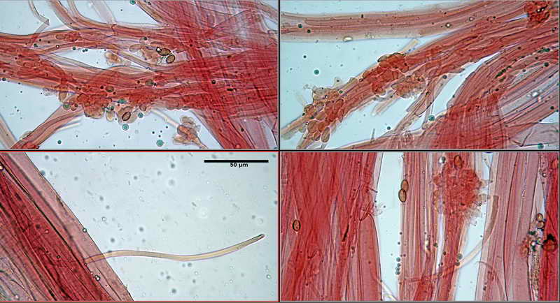 conocybe_17.jpg